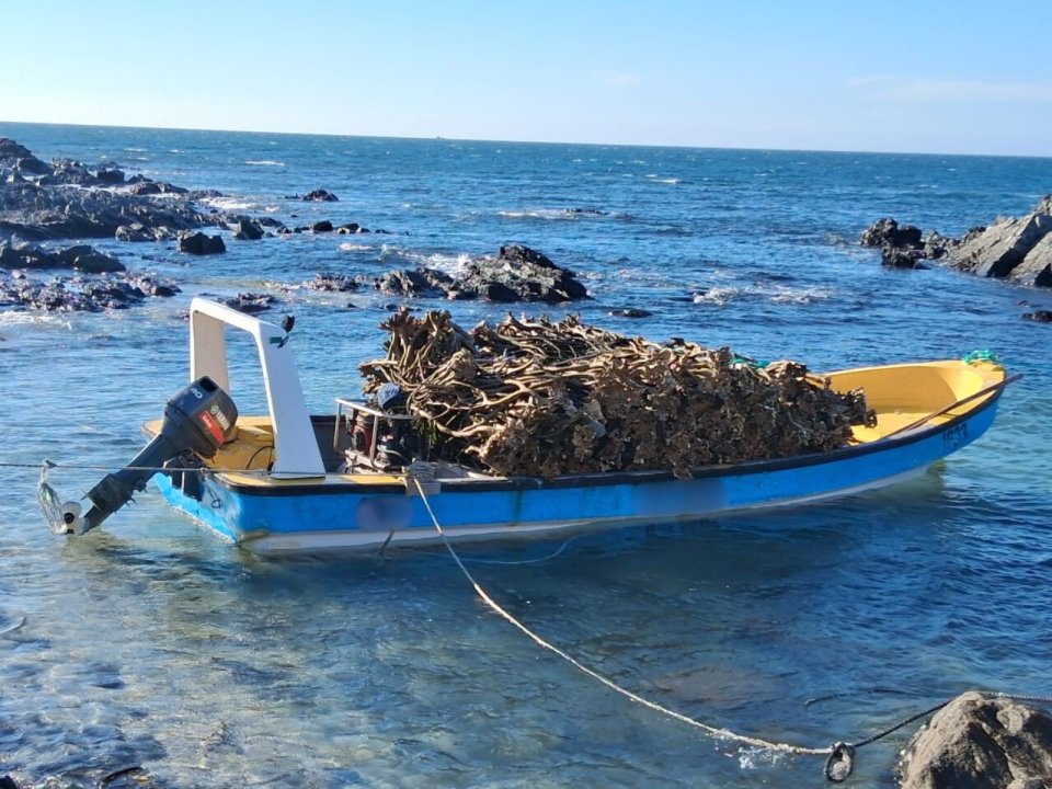 /incautan-9-5-toneladas-de-huiro-palo-en-operativo-conjunto-en-caldera