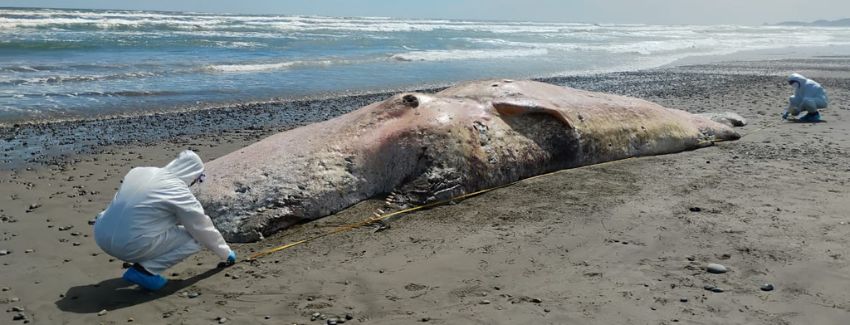 /hallan-cachalote-muerto-en-cucao-sernapesca-busca-investigarlo-con-fines