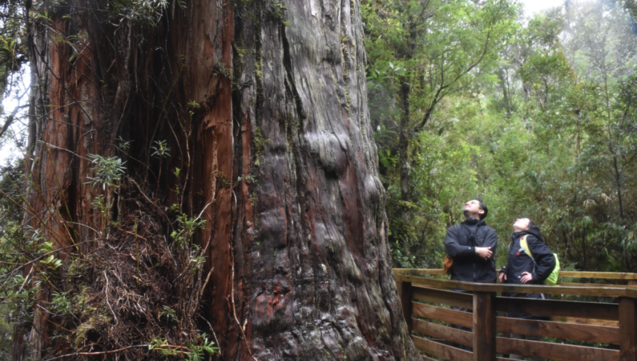 /5-razones-para-visitar-este-fin-de-semana-el-parque-nacional-alerce-andino